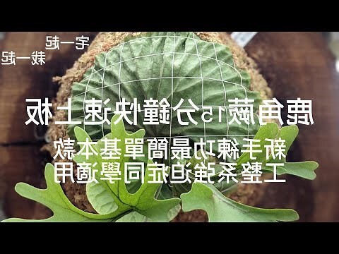 麒麟鹿角蕨