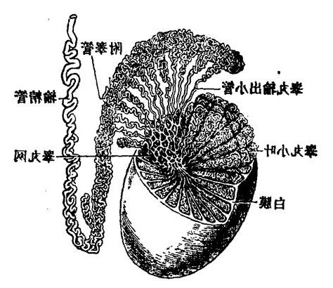 男人睾丸