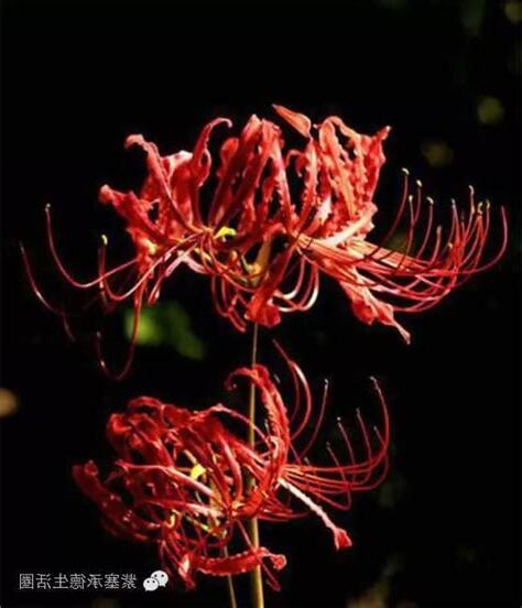 彼岸花荼蘼花