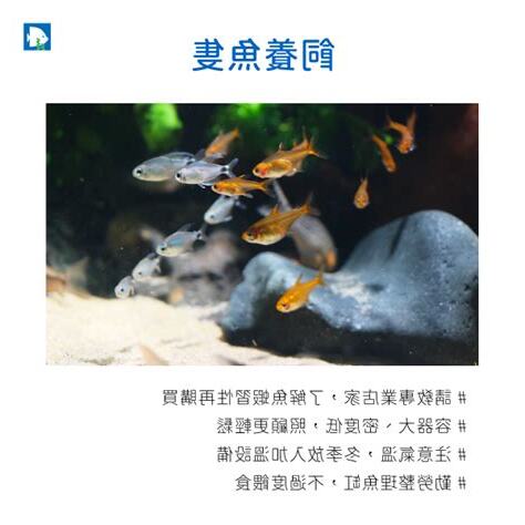 魚缸要養幾隻魚