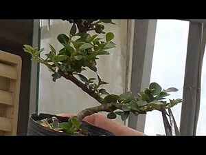 紫檀盆栽風水