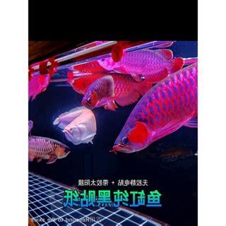 龍魚魚缸背景