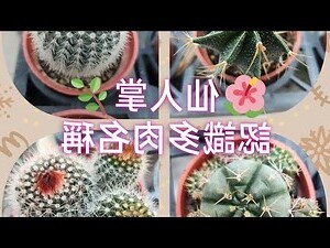 多肉名稱查詢