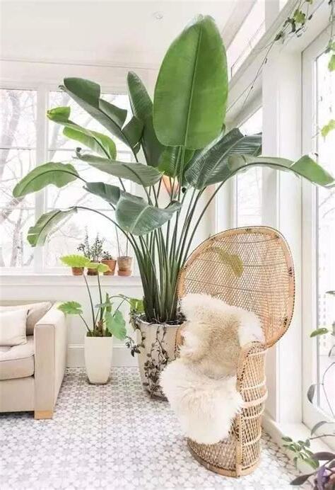客廳招財植物