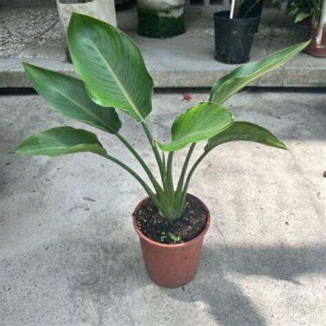 白色天堂鳥