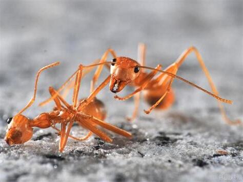 桌上突然出現螞蟻