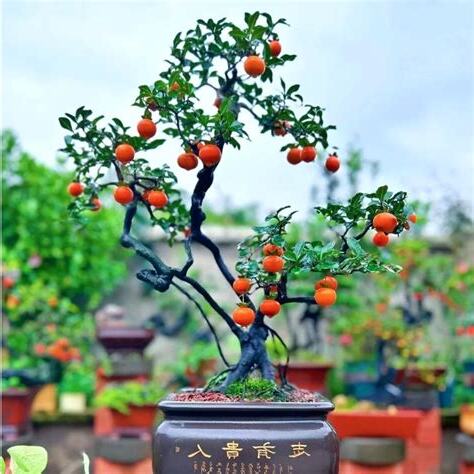 柿子樹盆栽