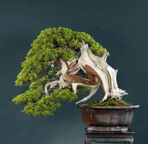 松柏柏樹種類