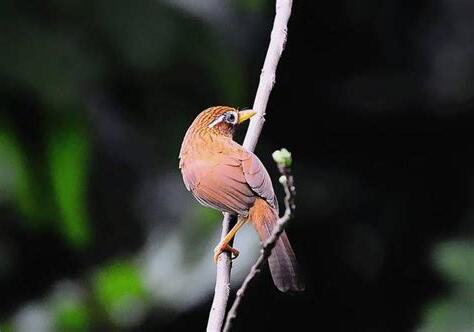 養鳥禁忌
