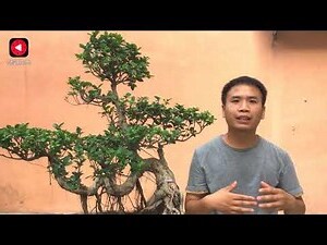 榕树盆栽风水