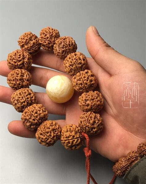 菩提是什麼