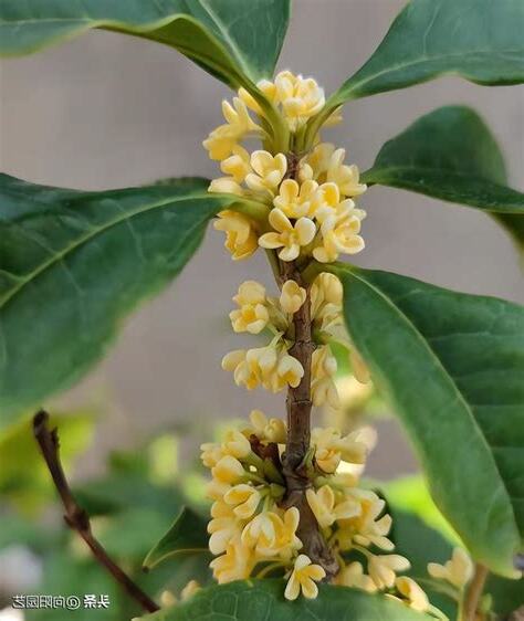 桂花開花條件