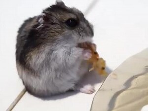 老鼠咬食物