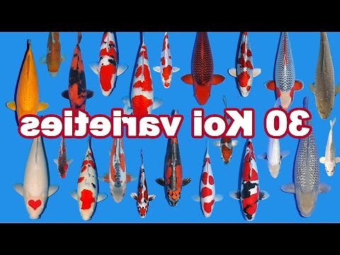 鯉魚含義