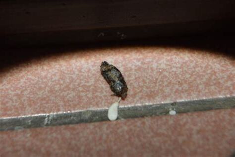 家裡有老鼠大便