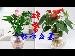 紅掌種植方法