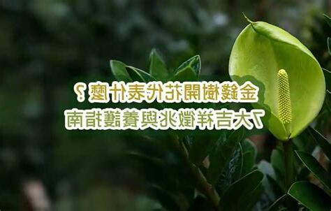 金錢樹開花結果