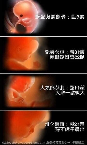 胎兒