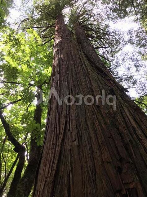 形容樹木巨大