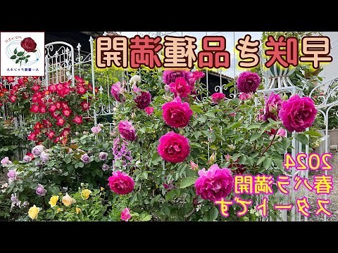 薔薇樹