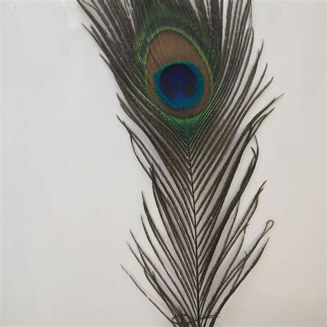孔雀毛擺放
