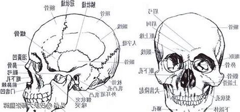 額頭骨相