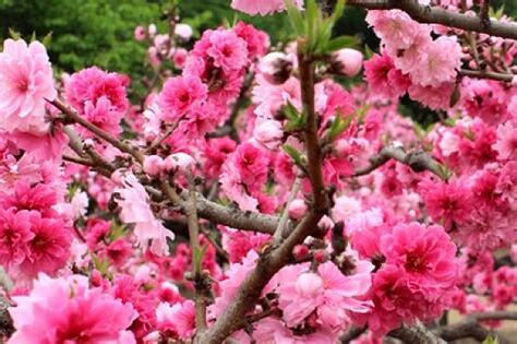 鹹池桃花