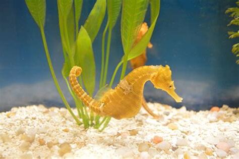 海馬介紹