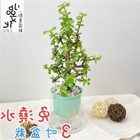 銀杏種植盆栽