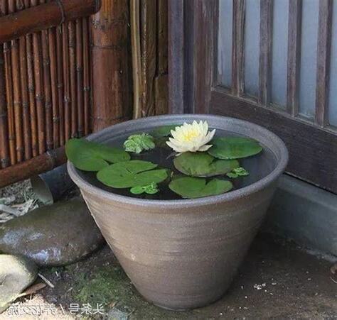 蓮花水缸風水