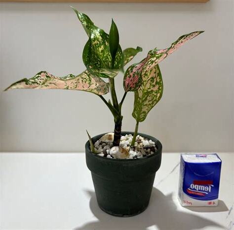 如意植物開花