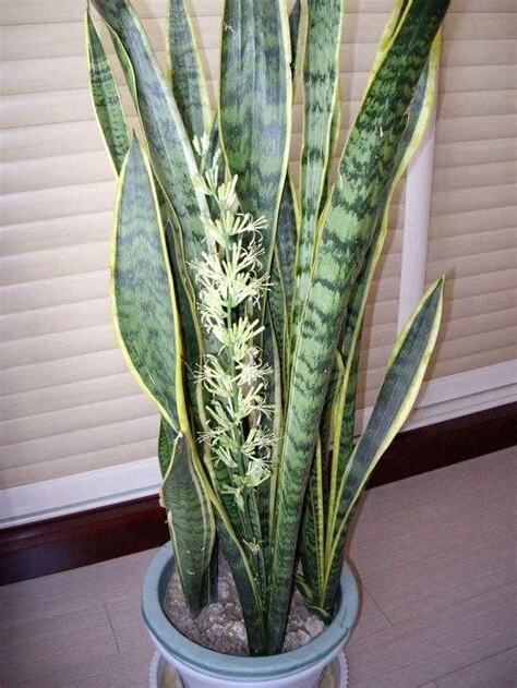 虎尾蘭開花寓意