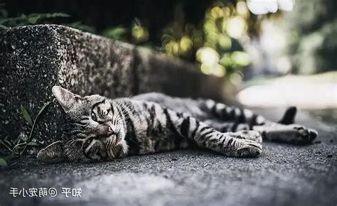 猫死了可以埋吗