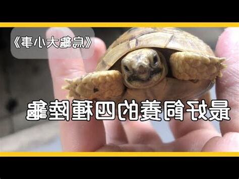 烏龜品種價格