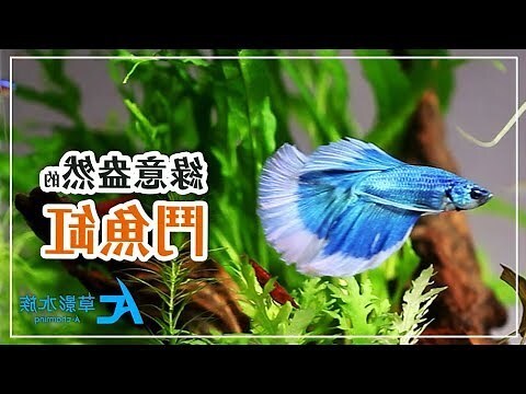 風水魚缸尺寸