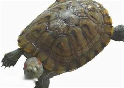 為什麼家裡不能養烏龜
