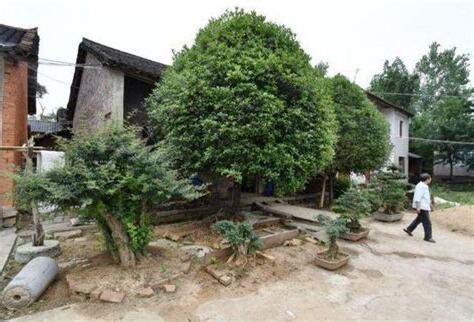门前种什么树风水好
