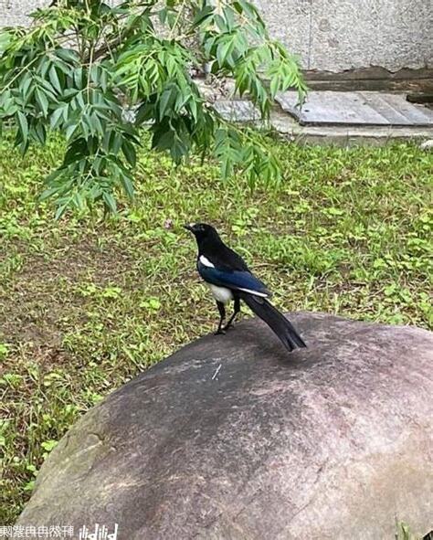喜鵲飛到陽台