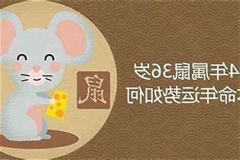 1984年屬鼠是什麼命