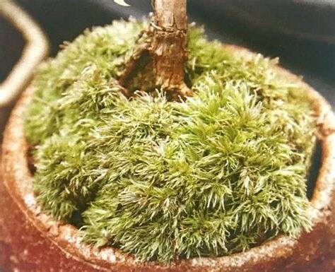 苔蘚澆水