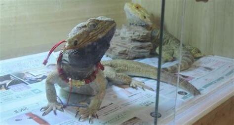 養壁虎