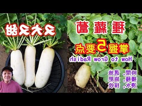 白色有幾種