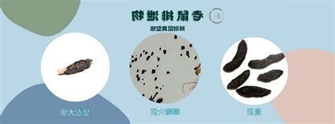 老鼠大便的地方