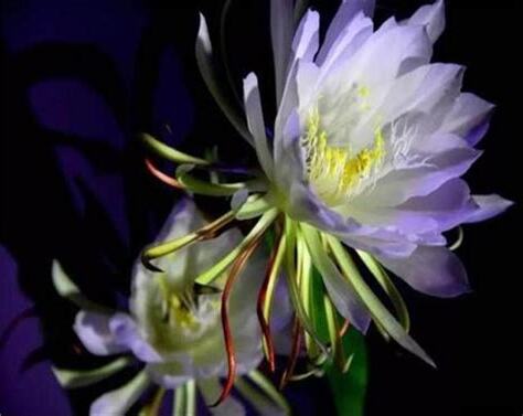 曇花開花時間