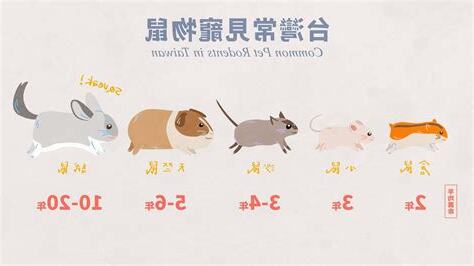 鼠類寵物