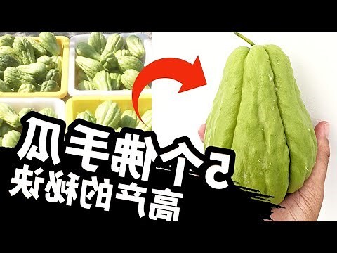 佛手芋風水
