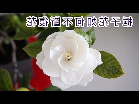 梔子花修剪時間