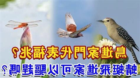 鴿子進家門