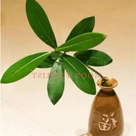 福木開花