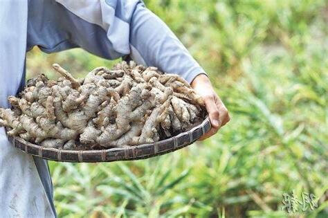 本地薑意思